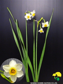 Narcissus Nihonsuisen.jpg